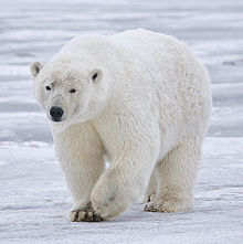 polar-bear-alaska