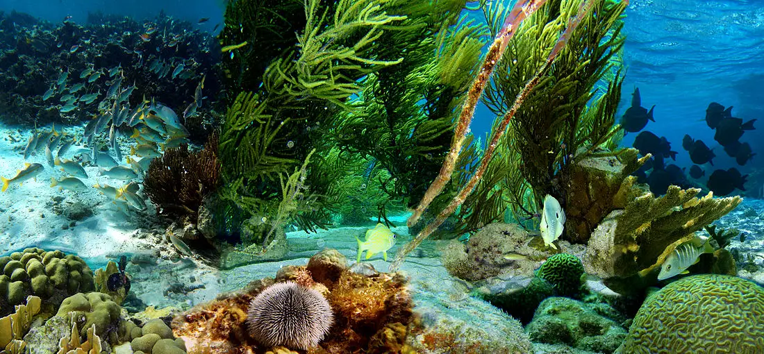 underwater-life